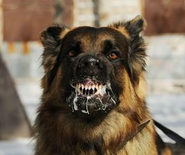 Hundeschule Wauschlau - Problemverhalten Mit über 30 Jahren Erfahrung löst Hundetrainer Hans Brings von der Hundeschule Wauschlau gemeinsam mit dir nahezu jedes unerwünschte Verhalten deines Hundes – individuell, fundiert und praxisnah.