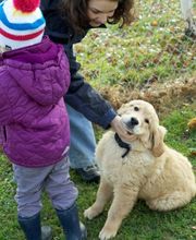 Happy-Dog-School Bild 3