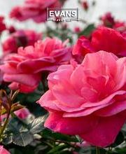 Evans Nursery LLC image 10