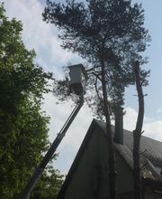 Brac José Elagage Abattage 18 image 9