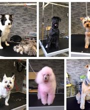 Patty's Hundesalon Bild 1