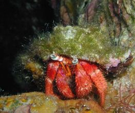 DIVE SECTOR Bild 2