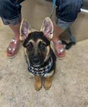 Cainhoy Veterinary Hospital image 8