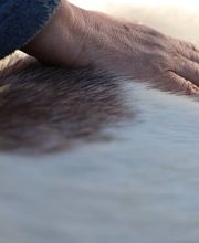 Pferdeheilwissen Bild 5