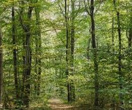 Waldbild im FriedWald Burg Plesse.