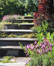 Ameline Arbora image 2