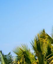 Cultur'Arbres image 7