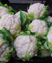 Du Potager Fleuri GAEC image 7