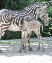 Tierarztpraxis Miriam Oczipka Bild 1