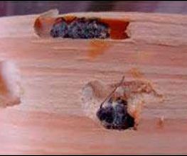 acuchillados-aguirre-madera-con-carcoma-3.jpg