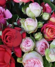 Zimmermann Flaach AG Blumen & Gartenbau Bild 1