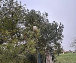 Avipur image 17