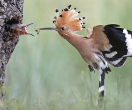 Tierfotograf - Lars Kaletta Fotograf | Hannover