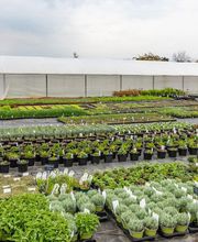 Fleurs Stempfler image 12