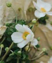 Fleurs du Coeur Bild 6