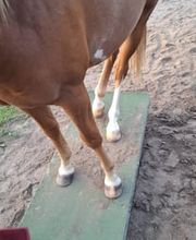 TierTherapieJasmina Bild 2