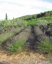 Pépinière Jolijardin image 8