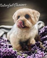 Colorful Canines image 12