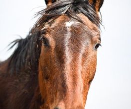L'Effet des Fées image 5