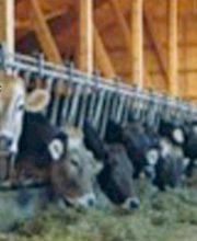 Spielgruppe Bauernhof Horgen Bild 1