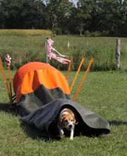 Hundeschule RolfsRudel  Rolf Matar Bild 13