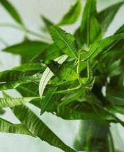 La Table du Marché image 8