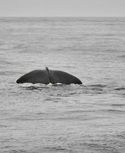 Detektivbüro Nume Entescht Bild 3