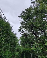 Baum élagage image 12