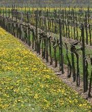 Weingut Rebenhof Bild 1