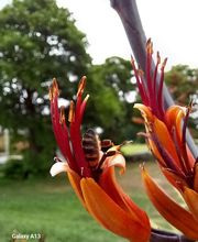 Secrets d'Abeilles image 6