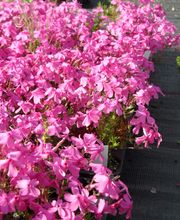 Staudengärtnerei David Müller Bild 57