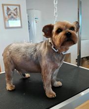 Chien Beauté image 7