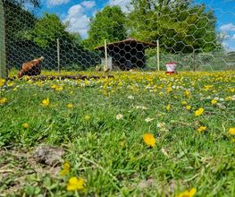 Camping & Ferienpark Waldfrieden Bild 9