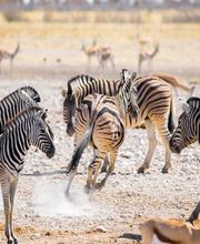 TUKIO Afrika Bild 3