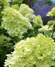 zehnder-garten GmbH Bild 6