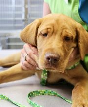 AniMed Animal Hospital image 6