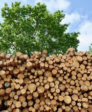 Homanit GmbH & Co. KG Holzwerkstoffe Bild 1