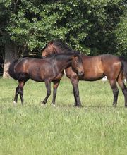 Ferien & Reiterhof Siefert GbR Bild 5