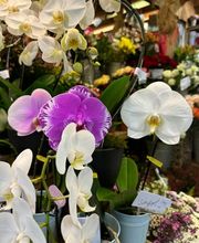 Ophélie Fleurs image 10
