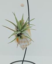 DecoArt Vinya i Mar imagen 8