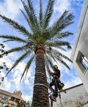 Sector Arbol imagen 9