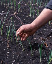 Stoll Légumes Bild 1