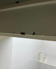 SafeHome Schädlingsbekämpfung Köln Bild 11