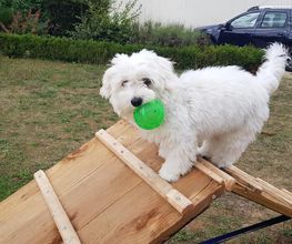Keep Cool Dog image 7