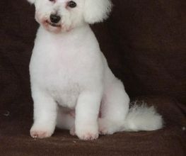 Elle'Dog image 2