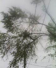 Little C Tree Service image 12