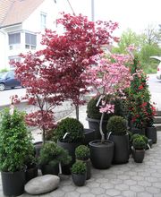 Blumen Chopard AG Bild 2