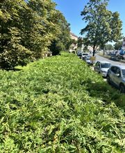 Gartenservice Mark Miess Bild 54