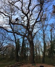 Vert'gex Paysages EURL image 6