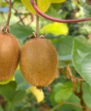 Pépinières Lafitte image 4